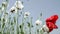 Spring time on the meadow, special white poppy flowers on the wind