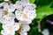 Spring time nature. Blooming white flowers of fruit tree