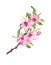 Spring time pink flowers. Cherry, apple, sakura blossom floral branch. Watercolour