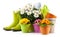 Spring time, pots colorful primroses and a large vase of daisies, surrounded by green rubber boots and watering can. Pots of