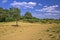 Spring time scenery landscape in Croatian desert