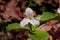 Spring time showy white trillium wild  flower close up.