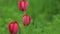 Spring time. Three pink tulips in green grass sway in the wind. Selective focus.