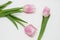 Spring Time. Three Pink Tulips on a White Background. on White Background.