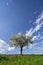 Spring time tree with white flowers in the garden with blue sky