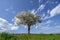 Spring time tree with white flowers in the garden with blue sky