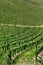 Spring time vineyard slopes of Bizeljsko region in Slovenia