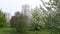 Spring in town. Flowering Apple trees and tall houses