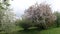 Spring in town. Flowering Apple trees and tall houses