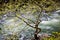 Spring tree against the Potomac River in Smoke Hole Canyon, Pendleton County West