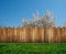 Spring tree in backyard and wooden garden fence