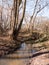 spring tree bare stream scene reflections woodland outside nature