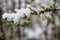 Spring tree blossom covered with sudden April snow cyclone in Ukraine