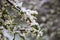 Spring tree blossom covered with sudden April snow cyclone in Ukraine