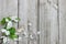Spring tree blossoms and wood hearts border wooden fence