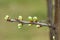 Spring tree buds