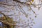 Spring tree with first leaves in the forest