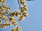 Spring tree flowering. Branch of willow wkith catkins - lamb`s-tails.