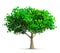 A spring tree isolated 3D illustration