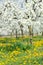 Spring tree orchard branch in white blossom flower