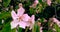 Spring tree with pink flowers almond blossom on a branch background, on sunset sky with daily light