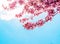 Spring tree with pink flowers almond blossom on a branch on green background, on blue sky with daily light