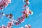 Spring tree with pink flowers almond blossom on a branch on green background, on blue sky with daily light