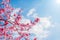 Spring tree with pink flowers almond blossom on a branch on green background, on blue sky with daily light