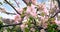 Spring tree with pink flowers almond blossom on branch with movement at wind, on blue sky with daily light