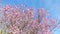 Spring tree with pink flowers almond blossom on branch with movement at wind, on blue sky with daily light