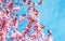 Spring tree with pink flowers almond blossom with butterfly on a branch on green background, on blue sky with daily light