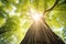 Spring Tree\\\'s Fresh Green Foliage in Blurred Bottom View Along the Trunk.