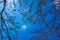 Spring tree top view of emerging red maple acer rubrum blossoms with blue sky background