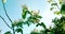 Spring tree with white flowers on daily light