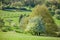 Spring trees in the Taunus mountains