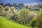 Spring trees in the Taunus mountains