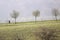 Spring trees in the Taunus mountains