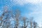 Spring treetops over blue sky with white fluffy clouds in midday