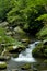 Spring in Tremont at Great Smoky Mountains National Park, TN USA