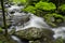 Spring in Tremont at Great Smoky Mountains National Park, TN USA