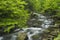 Spring in Tremont at Great Smoky Mountains National Park, TN USA