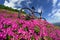 Spring trip in the Carpathians among alpine flowers with a steep mountain bike Ukraine and a bright tent for high-altitude