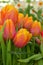 Spring. Tulip Darwin Hybrid Mystic Van Eijk