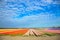 Spring tulip field. Bright colorful spring flowers tulips