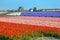 Spring tulip field. Bright colorful spring flowers tulips