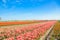 Spring tulip field. Bright colorful spring flowers tulips