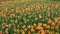 Spring tulip field in garden, Lisse, Netherlands