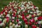 Spring tulip fields in Holland, colorful flowers in Netherlands. Colorful carpet of flowers. Group of colorful tulips. Selective