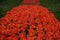 Spring tulip fields in Holland, colorful flowers in Netherlands. Group of colorful tulips. Selective focus. Colorful tulips photo