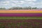 Spring tulip fields in Holland, flowers in Netherlands